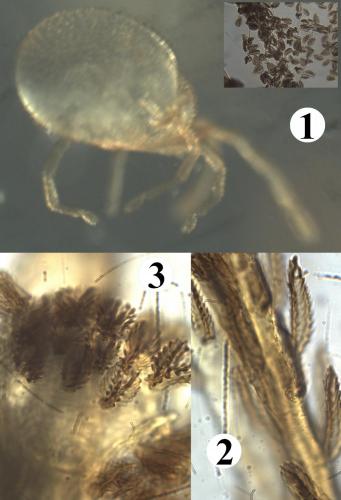 Fessonia papillosa
